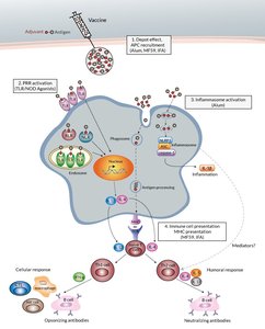 Mechanism of adjuvant action in vaccines