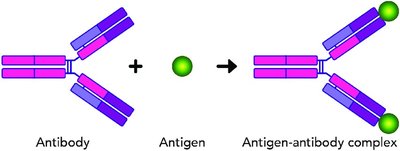 Antibody-antigen complex formation