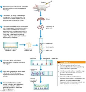 Production of monoclonal antibodies