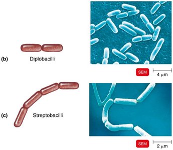 Diplobacilli and streptobacilli