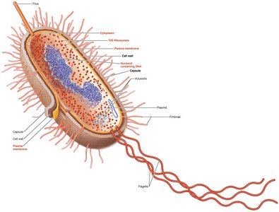 Parts of a bacteria