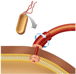 Flagellum structure in gram-positive