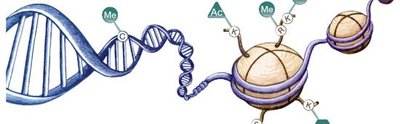 DNA and histone structure