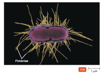 Fimbriae on bacteria