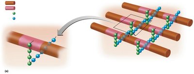 Peptidoglycan structure in gram-positive