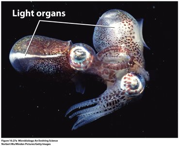 Light organs in squid showing symbiosis with Vibrio fischeri