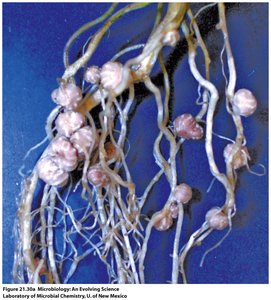 Nitrogen-fixing nodules by Rhizobia