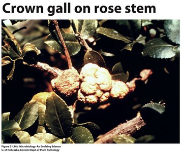 Crown gall on rose stem caused by Agrobacterium tumefaciens