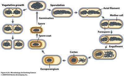 Sporulation process in Bacillus subtilis
