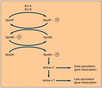 Phosphorelay system in sporulation