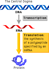 Central Dogma: DNA to RNA to Protein