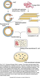 Steps in Cloning with Plasmids
