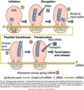 Steps of Bacterial Translation