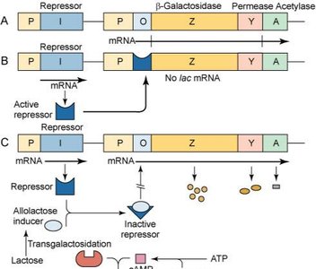 Lac Operon Regulation