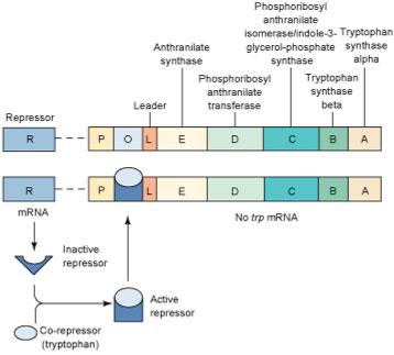 Trp Operon Regulation