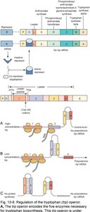 Attenuation in the trp Operon