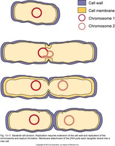 Bacterial Cell Division and DNA Replication