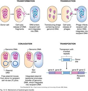 Mechanisms of Bacterial Gene Transfer