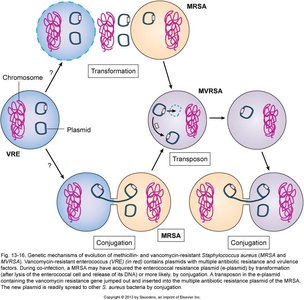 Genetic Mechanisms of Antibiotic Resistance Spread