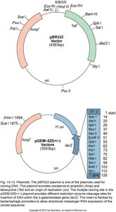 Common Plasmid Vectors