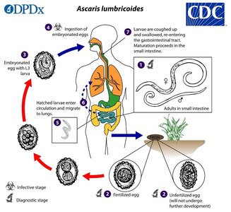 Life cycle of Ascaris lumbricoides
