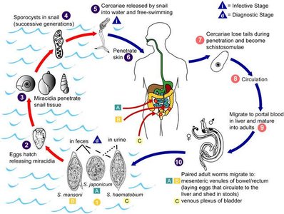 Life cycle of Schistosoma