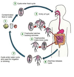 Giardia life cycle