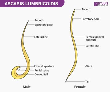 Ascaris lumbricoides anatomy