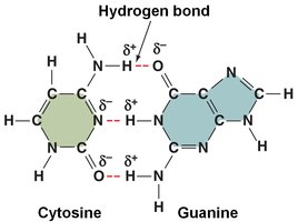 Hydrogen bonds in DNA