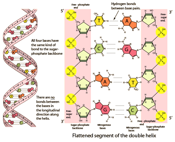 Hydrogen bonds are weak and easily broken