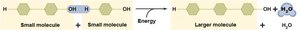 Dehydration synthesis reaction