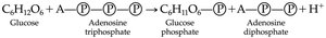 Glucose phosphorylation exchange reaction