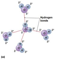 Hydrogen bonds between water molecules