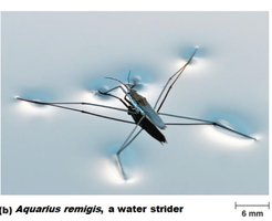 Surface tension in water