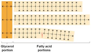 Triglyceride structure