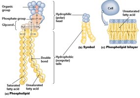 Phospholipid structure and bilayer