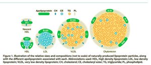 Lipoprotein particles (HDL, LDL)