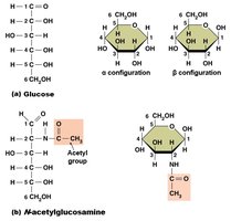 Glucose and acetylglucosamine structures