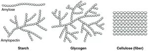 Polysaccharide structures: starch, glycogen, cellulose