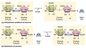 Dehydration synthesis and hydrolysis of sucrose