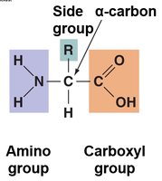 Amino acid structure
