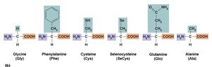 Amino acid side groups
