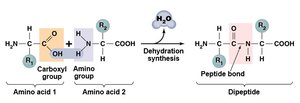 Peptide bond formation