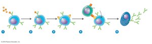 Activation of B cells to produce antibodies