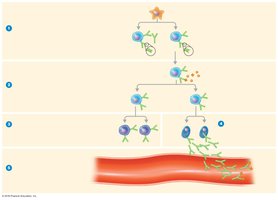 Clonal selection and differentiation of B cells