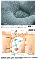M cells in Peyer's patch facilitating antigen contact