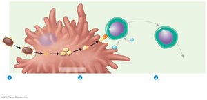 Activation of CD4+ T helper cells
