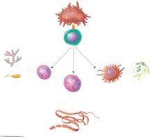 Lineage of effector T helper cell classes and targeted pathogens