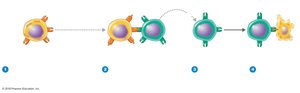 Killing of virus-infected target cell by cytotoxic T lymphocyte