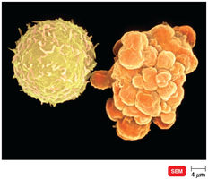 Apoptosis of a target cell